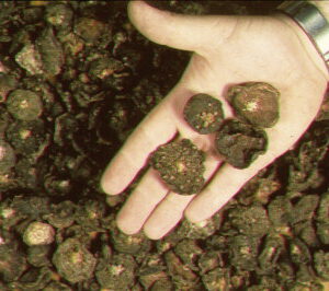 Buy Mescaline Cas 54-04-6