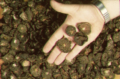 Buy Mescaline Cas 54-04-6